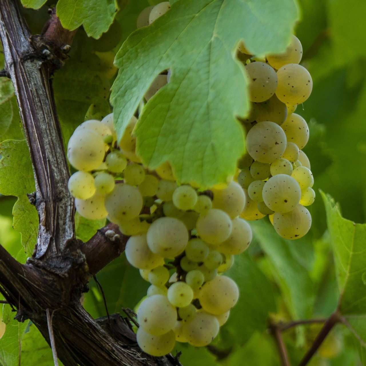 Moscato Bianco Canelli