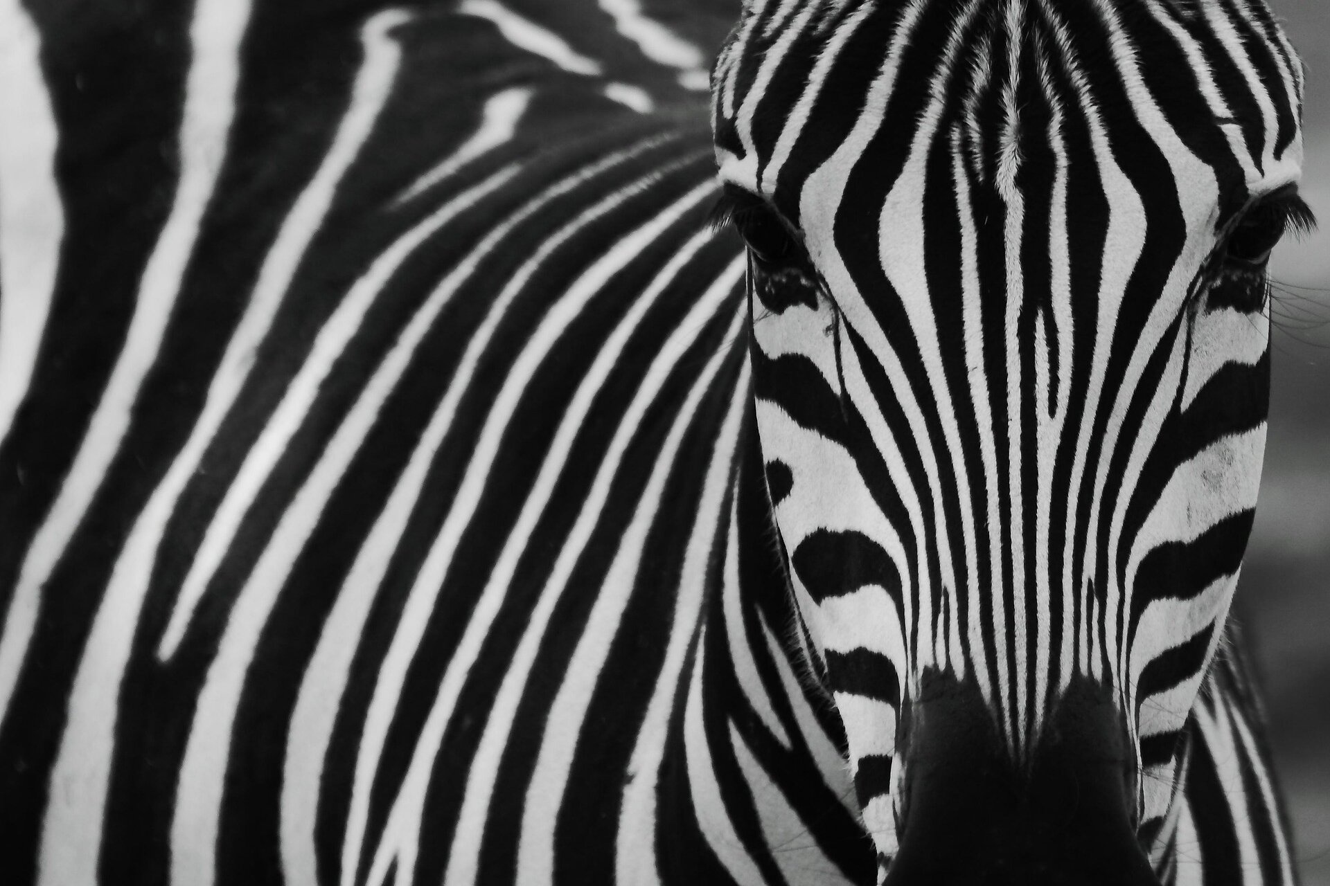 Zebra Orizzontale