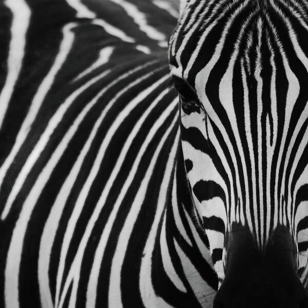 Zebra Orizzontale