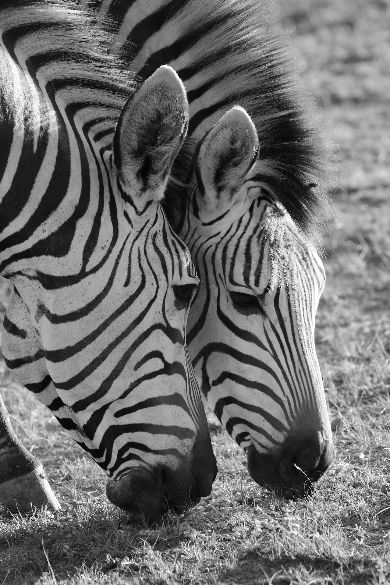 Zebra Vertical